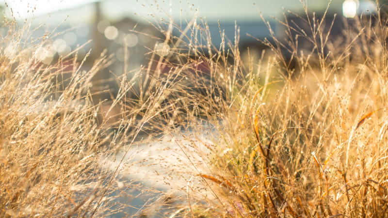 Ornamental Grasses Offer More