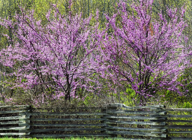 Structurally Pruning Young Trees