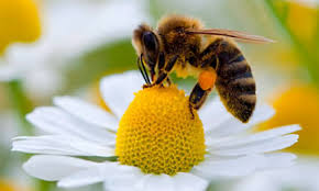 Food For Pollinators Food For Pollinators
