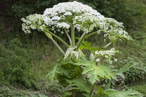 Virginia Cooperative Extension Update