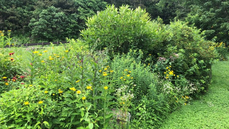 Wintergreen Native Demo Garden