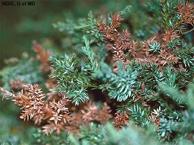 One Thing To Watch For As You Prune