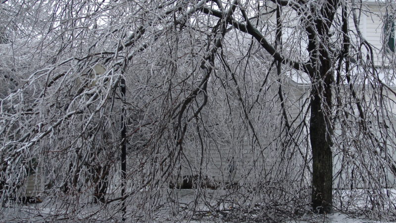 Winter Weather Can Be Hard On Trees