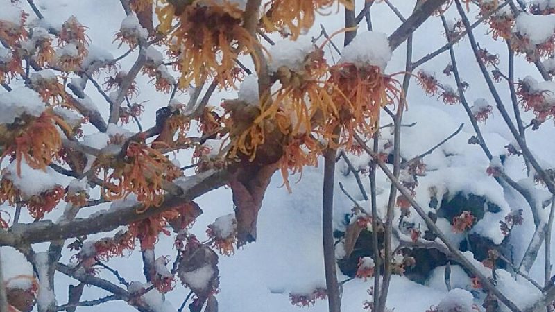 Flowers in Winter Flowers in Winter