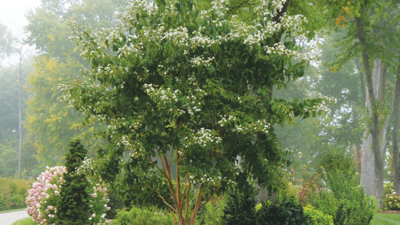 Better Than Crape Myrtle Better Than Crape Myrtle
