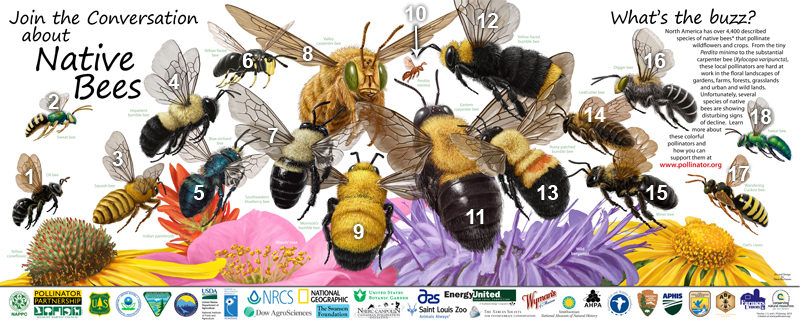 Ways To Increase Nesting Habitat for Native Pollinators