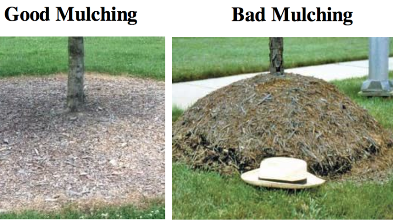How NOT To Mulch How NOT To Mulch