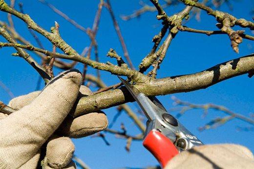 Why Winter & Spring Pruning is Best Why Winter & Spring Pruning is Best