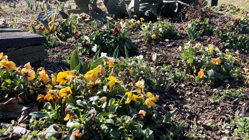 Annuals & Perennial Plants Create Winter Interest Annuals & Perennial Plants Create Winter Interest