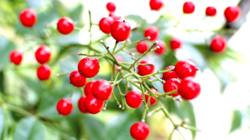 The Plant That Kills Birds