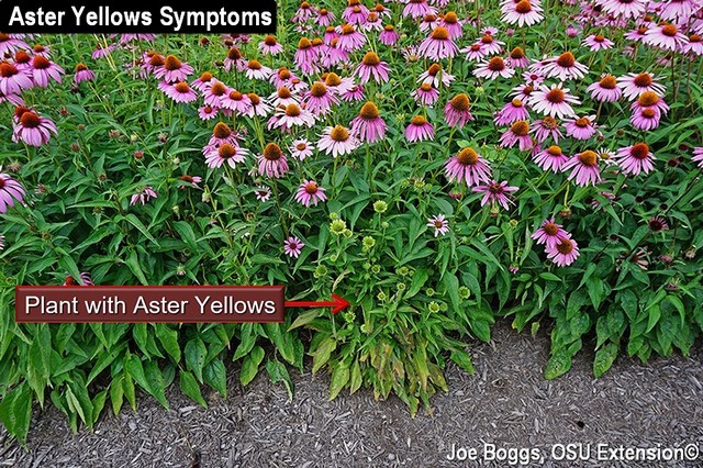 Identifying & Managing Aster Yellows