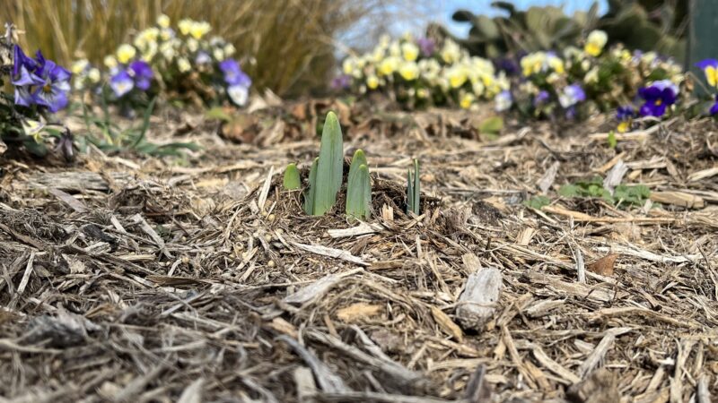 A Fool’s Spring