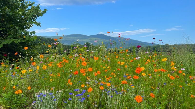 Annual Color In The Landscape Annual Color In The Landscape