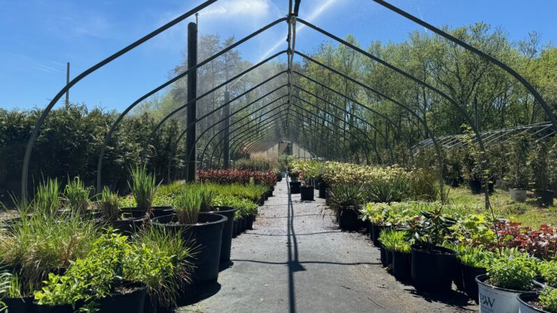 Utilizing Native Perennials